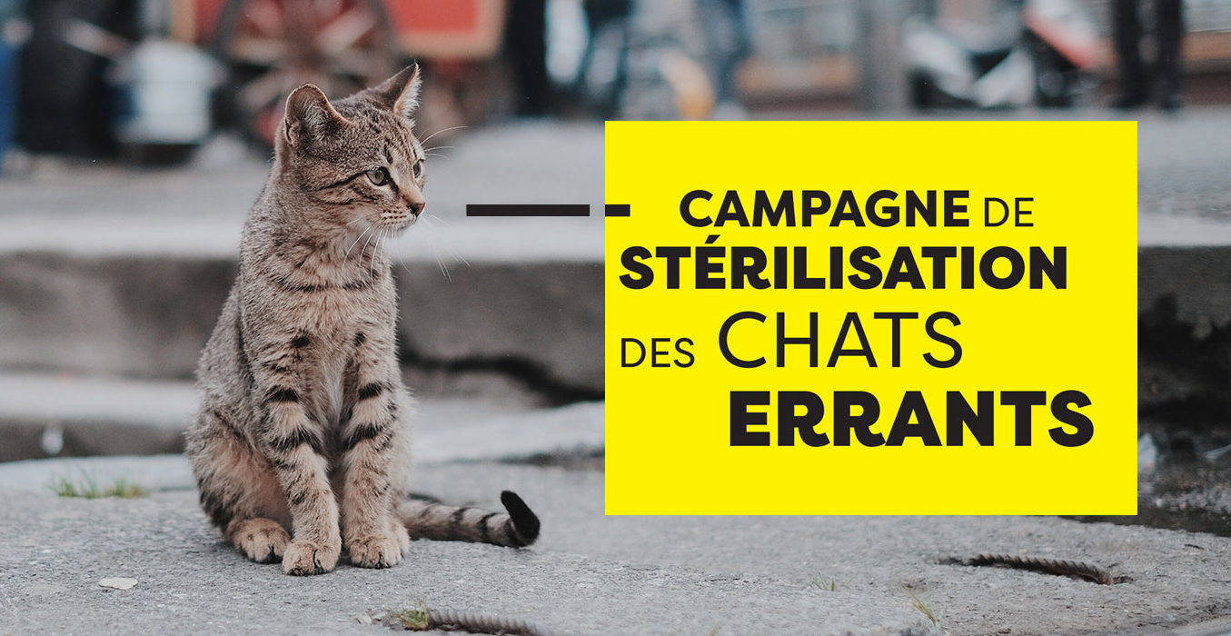 Du 20 au 24 mars , campagne de stérilisation des chats errants, rue